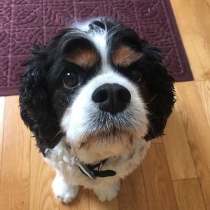 Meet your Posher, Sonya